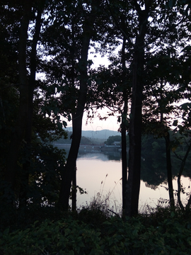 湖畔树林