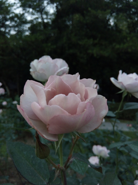 月季花
