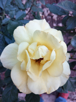月季花