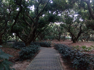 公园道路风景