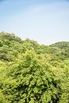 山林