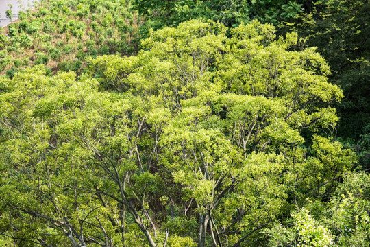 山林
