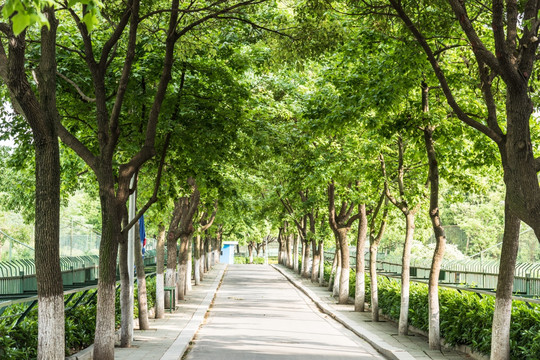 珍珠泉风景区林荫道