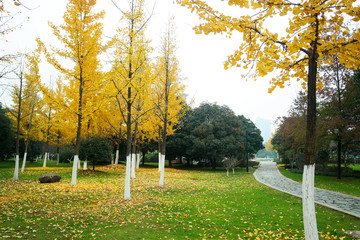 公园景观银杏林