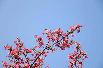 美丽异木棉