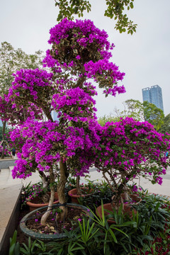 柳州市首届三角花展美图