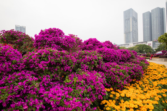 柳州市首届三角花展美图