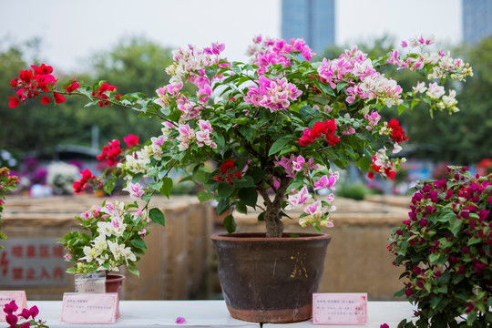 柳州市首届三角花展美图