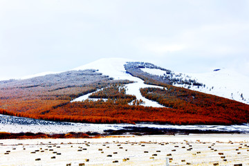 坝上初雪