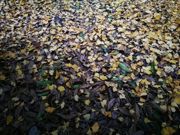 铺满地面的落叶