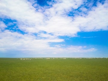 春季草原羊群