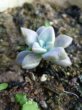 可爱多肉植物