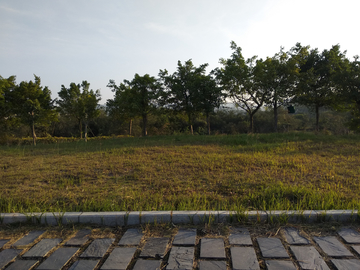 草地树林风景