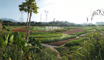 郊外菜地风景