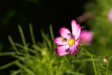 蜜蜂 波斯菊