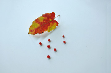 落叶和红果