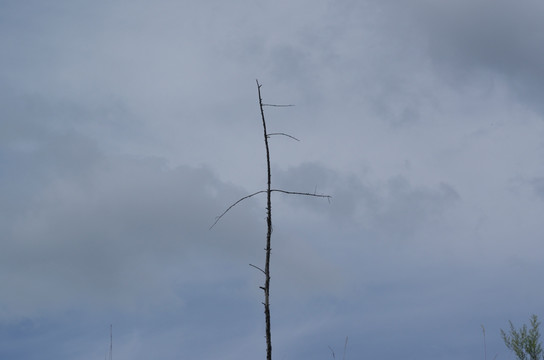 树枝