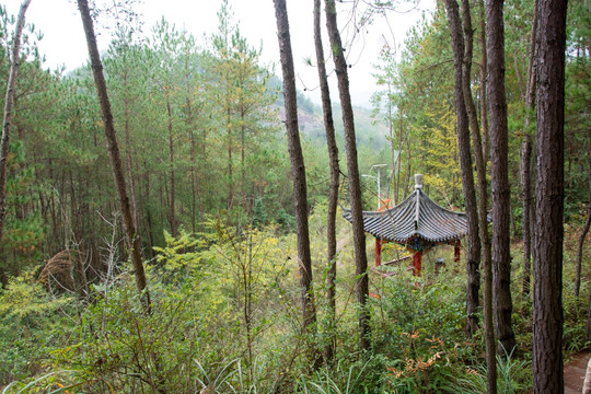 树林