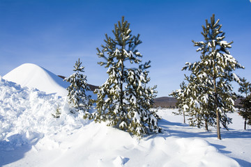 寒冬雪松