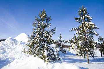 寒冬雪松