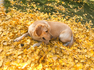 拉布拉多犬