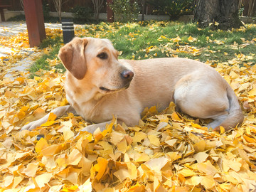 拉布拉多犬