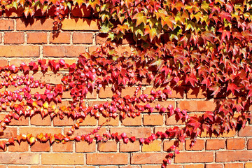 藤墙枫叶装饰植物墙绿化墙
