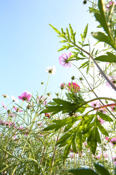 美丽格桑花