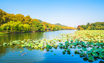 秋色的西湖 北山路秋天