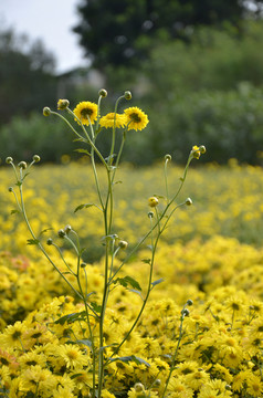 菊花