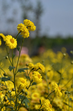 菊花