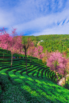 无量山樱花谷