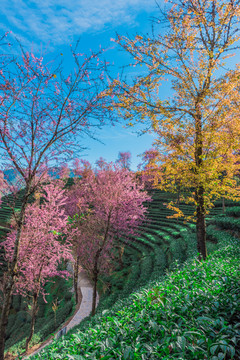 无量山樱花谷