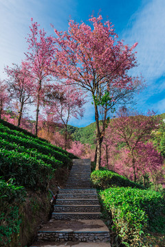 无量山樱花谷