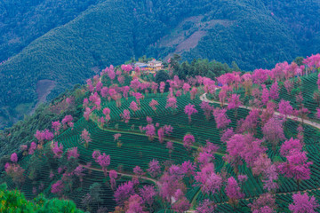 无量山樱花谷