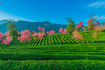 无量山樱花谷