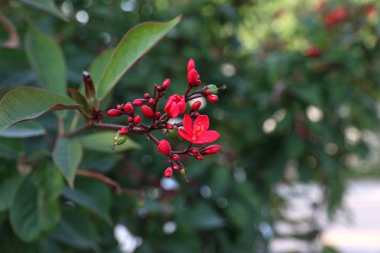 琴叶珊瑚花