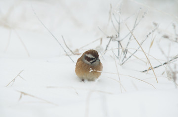 雪地里的鸟