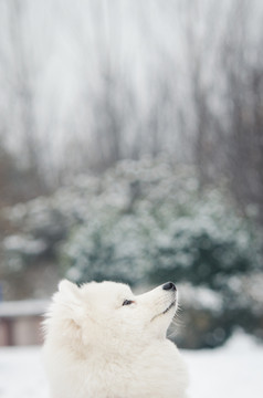 萨摩耶雪橇犬