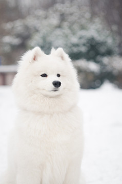 萨摩耶雪橇犬