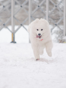 萨摩耶雪橇犬