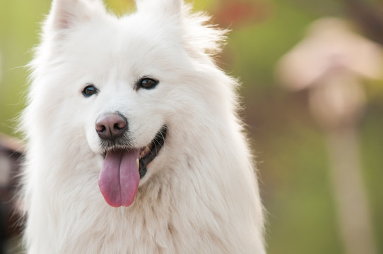 萨摩耶犬