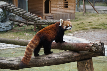 小熊猫 山门蹲