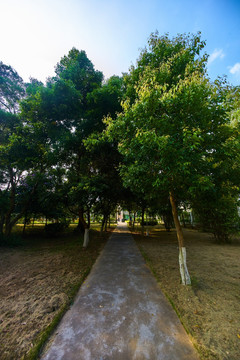 惠州学院的园林道路