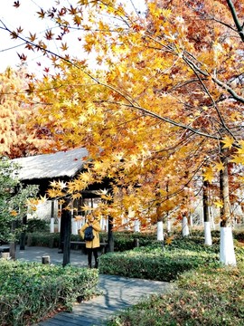 黄叶