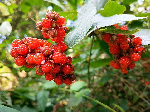 高粱泡 茅莓