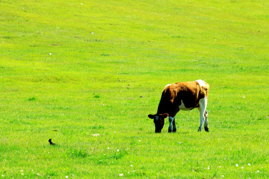 草原一头牛