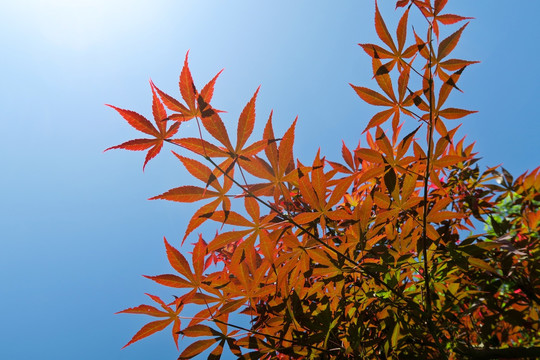 香山红叶 秋日红叶