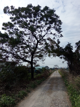 乡间小路