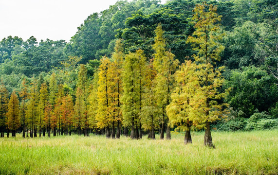 阳光绿树背景